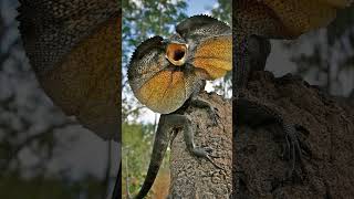 🦎●⁸•¹ Frillneck Lizard Frilled Lizard Chlamydosaurus kingii  Observed in Description [upl. by Htrow653]