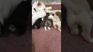 Loadingailasa ailasa trending 1000subscriber doglover explore puppy puppyvideos straydog [upl. by Eirahcaz12]