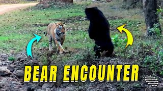 Sloth Bear Stands Its Ground and Charges at a Tiger [upl. by Whipple839]