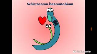 Schistosoma haematobium Blood Fluke  Urinary SchistosomiasisBilharziasis البلهارسيا [upl. by Kimbra]