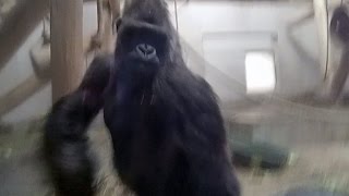 Angry Silverback Gorilla attacks glass [upl. by Nennerb]