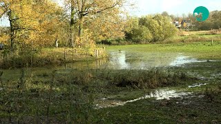 Verhoogde waterstand in de regio [upl. by Nawud]