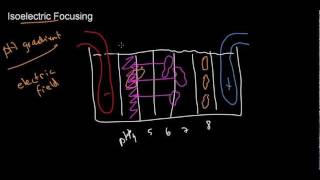 lecture 29 part 3 Electrophoresis  isoelectric focusing [upl. by Therese]