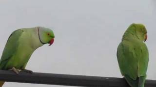 Funny Rose ringed parakeet [upl. by Olonam751]