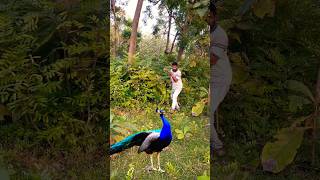 Beautiful peacock catching 😍 🦚viralvideo birds shownfeed shortsfeed reels youtube subscribe [upl. by Derte956]