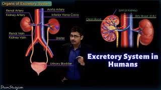 Excretory System in Humans  CBSE Class 10 Science Biology  Toppr Study [upl. by Lanny]