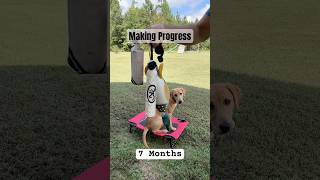 7 Month Old Duck Dog shorts dog dogtraining doglover diy training hunting duckdog doggie [upl. by Chadwick]