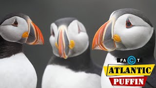 Atlantic Puffins  Amazing Facts About Atlantic Puffins You Need To Know [upl. by Wilona]