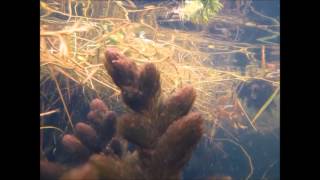 Inle Lake Aldrovanda vesiculosa and Celestichthys choprae DIscoveryPlanet [upl. by Cheatham]