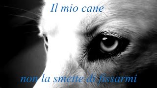 Il mio cane non la smette di fissarmi  Creepypasta ITA [upl. by Airottiv]