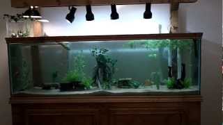 125 Gallon DIY TurtleCommunity Tank [upl. by Nosae]