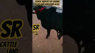 SR CattleLand cattle cattlefarm bachra daily cow dailyshorts bull animals bachre dailyvlog [upl. by Yak464]