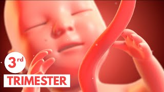 Third Trimester  3D Animated Pregnancy Guide [upl. by Vokaay794]