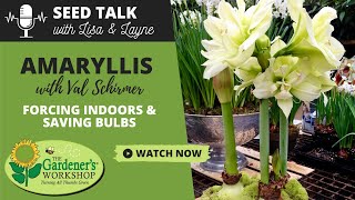 Seed Talk 15  Amaryllis  Forcing Indoors amp Saving Bulbs with Val Schirmer [upl. by Ormsby]