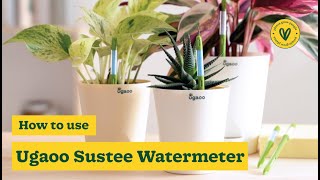 Ugaoo Sustee Watermeter How to Use for Perfectly Watered Plants Every Time🪴 [upl. by Leroi398]