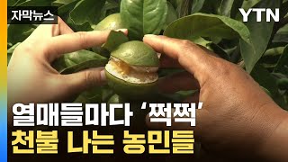 자막뉴스 밭마다 난리난 제주 감귤애지중지 길렀는데 탄식  YTN [upl. by Auoy694]