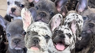 Breeding French Bulldogs My First Litter 16 Months [upl. by Jansson]