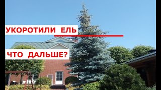 Ель через 2 года после снижения кроны Корректирующая обрезка [upl. by Rosana]