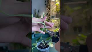 Chop amp Prop Philodendron Melanochrysum 🌱plants plantsplants plant plantas indoorplants plant [upl. by Nowaj]