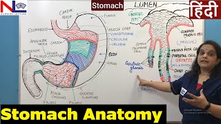 Stomach Anatomy in Hindi  Digestive System  GI Tract  Nursing Lecture [upl. by Lowenstern]