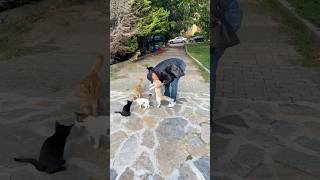 Azmanlarım keşfet kedi cat cute catvideos funny catlover catshorts kedivideoları [upl. by Dohsar]