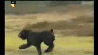 Bouvier des Flandres Dier en Zo TV [upl. by Allesig642]