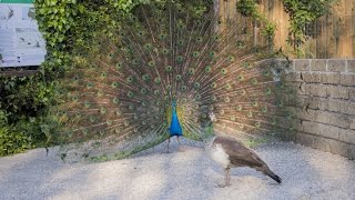 Rituale di accoppiamento del Pavone al Bioparco di Roma [upl. by Ennaxxor]