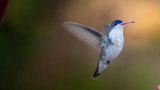 Violet Crowned Hummingbird [upl. by Siravrat916]