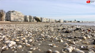 LA BAULE  Le Luxe au Pays des Vacances  Ouest 24 Télévision [upl. by Almeria]