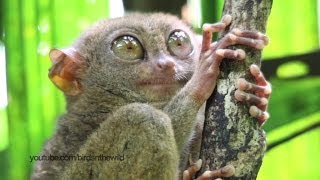 Philippines Tarsier opening its eyes wide [upl. by Eciral755]