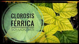 🍀 Qué es y cómo corregir la CLOROSIS FÉRRICA de forma ecológica y rápida ⚙️ y como no efectiva 💪 [upl. by Harahs132]