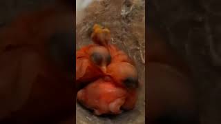 Zitting cisticola bird babies P 3 shortvideo youtubeshorts [upl. by Wiese]