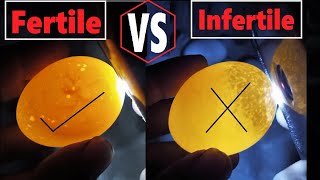 How to Check if an Egg is Fertile Or Infertile   Egg candling day 3  How to find Infertile Eggs [upl. by Evie]