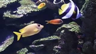 LOS PECES DE COLORES MAS HERMOSOS PARA UN ACUARIO  LOS PECES MAS COLORIDOS PARA UN ACUARIO video 7 [upl. by Korrie595]