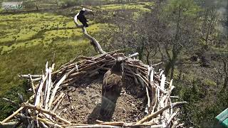 MRS G OF GLASLYN OSPREYS ARRIVED HOME 260322 1238 [upl. by Enelyak]