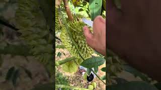 This is the most popular way harvest durian of farmers Durian Fruits Short farming [upl. by Furiya301]