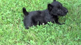 Scottish Terrier Puppies at Four Weeks  and Pepper [upl. by Seek]