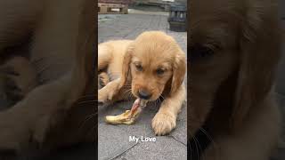 Golden Retriever Welpe mit Leckerlie von der LuckyHeavenRanch goldies love luckyheavenranch [upl. by Loresz]