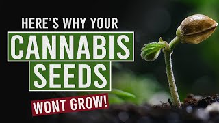 Top Reasons Your Cannabis Seeds Arent Germinating [upl. by Inva436]