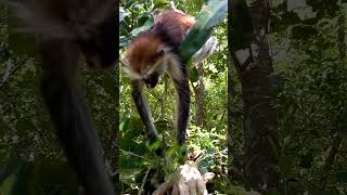 Zanzibar red colobus monkey 2 [upl. by Ailedamla]