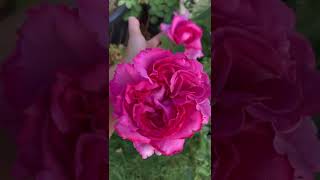 YVES PIAGET ROSE  Hybrid Tea  Fragrant Meilland Rose [upl. by Ahcropal]