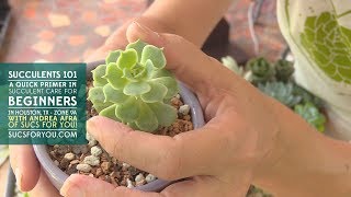 Succulents 101 A Care Primer for Beginners with Sucs for You [upl. by Rehposirhc840]