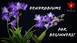 How to Care for Dendrobium Orchids  Phalaenopsis type amp Nobile  Orchid Care for Beginners [upl. by Selassie]