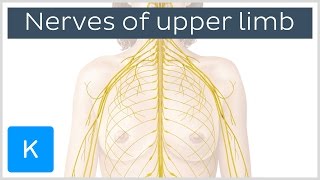 Main Nerves of the Upper Extremity preview  Human Anatomy  Kenhub [upl. by Ruford785]