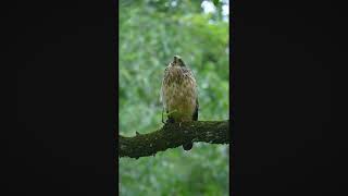 Juvenile serpent eagle [upl. by Nodarb]