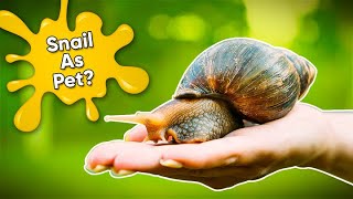 21 Facts About Keeping Snail As a Pet  Garden Snail Pet Care 101 [upl. by Murial]