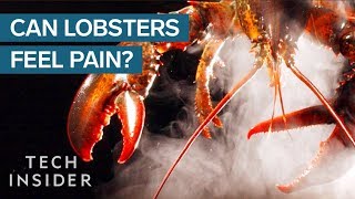 Why Do We Boil Lobsters Alive [upl. by Tsan809]