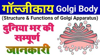 golgi apparatus  golgi body structure and function  golgi complex  galjikay kya hai  dictyosomes [upl. by Yelhak]