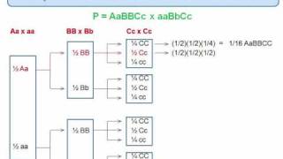 Genetics Trihybrid Cross The Forked Line Method [upl. by Nairehs642]