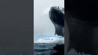 Inside the Mind of the Blue Whale Insights from the Largest Animal [upl. by Tray545]